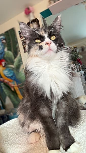 Maine Coon