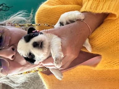 Shih Tzu chiot