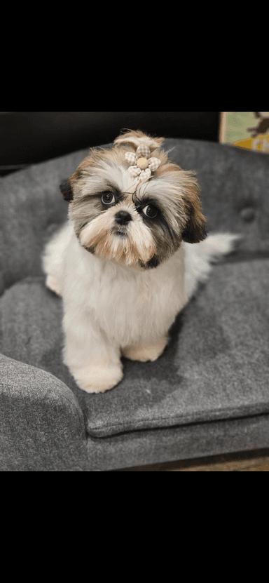 Shih Tzu adulte